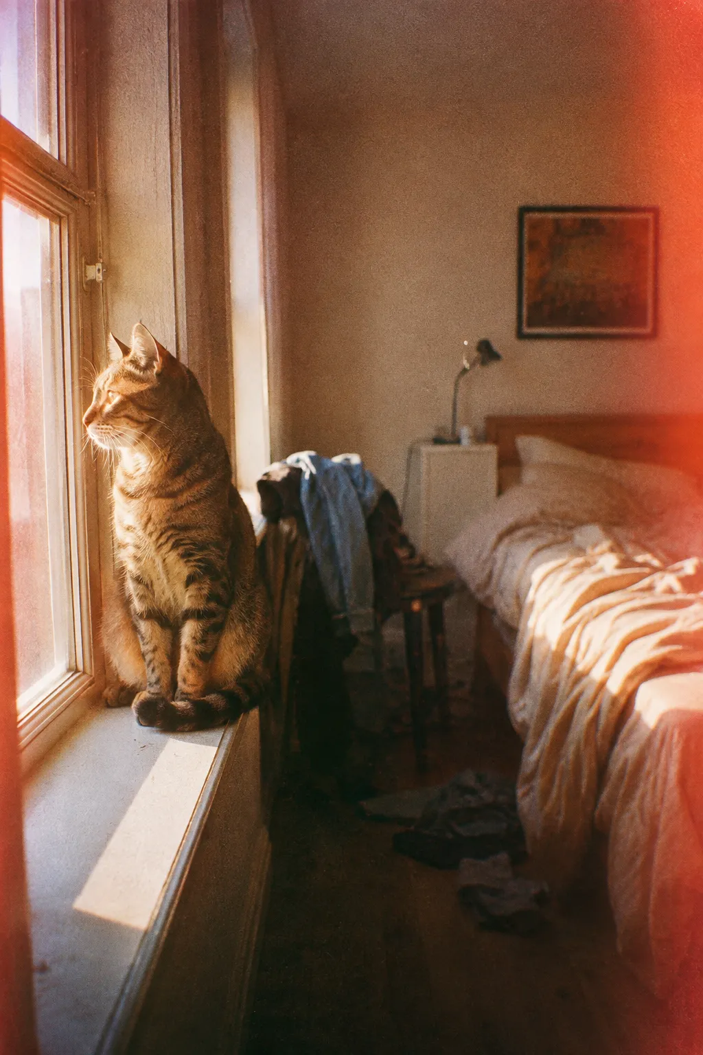 The window blows out and bleeds warm around the cat, leaving the room soft and lifted.
